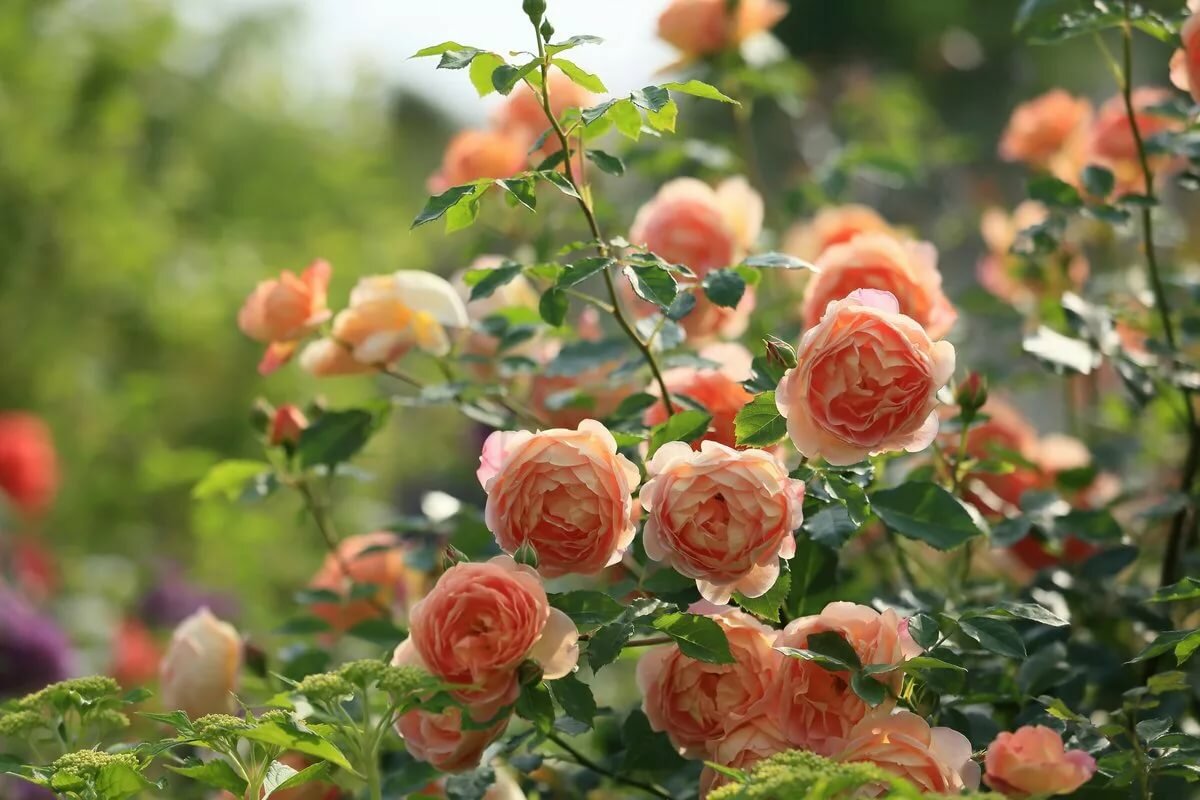 Интересные факты о розах