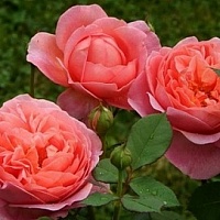 Роза Боскобель