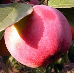 Яблоня Флорина