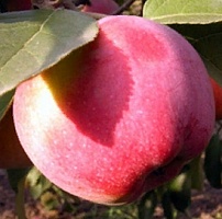 Яблоня Флорина