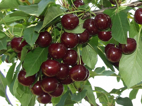 Вишня Кантор Янош Фюртош