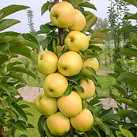 Яблоня Болеро (колоновидная)