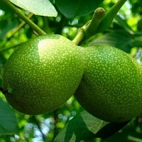 Орех грецкий Урожайный