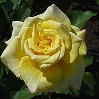 Роза Штернталер