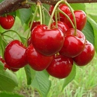 Черешня Саммит