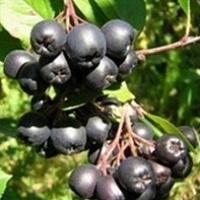 Рябина Ликерная