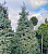 Ель колючая Глаука