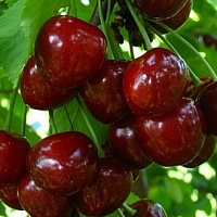Черешня Стаккато