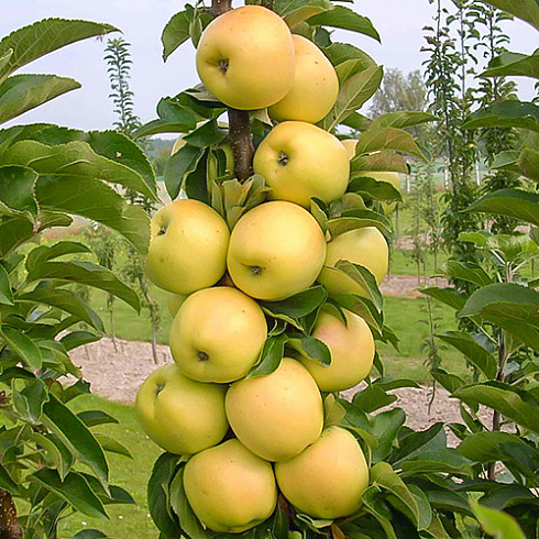 Яблоня Болеро (колоновидная)