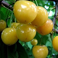 Черешня Россошанская Золотая