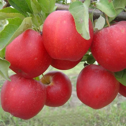 Яблоня Гала Мема