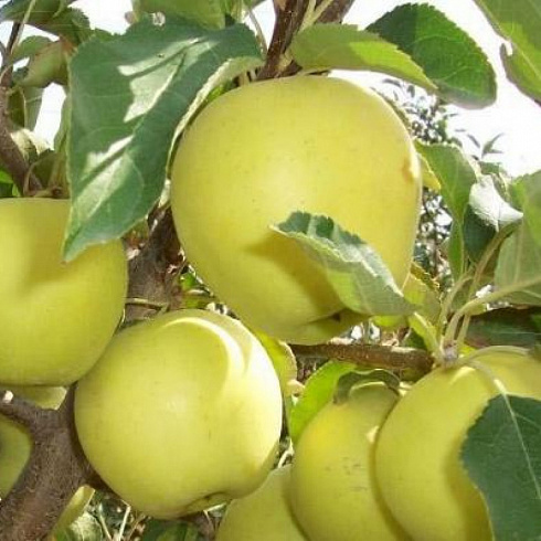 Яблоня Айнур 