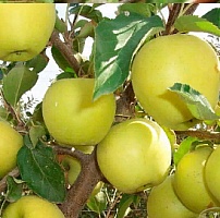 Яблоня Гринсливз 