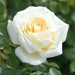 Роза Элла
