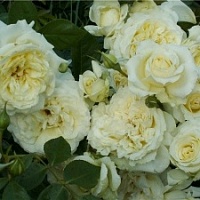 Роза Эльф