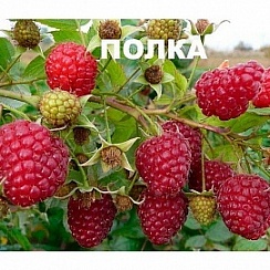 Малина Полка-закрытая корневая система