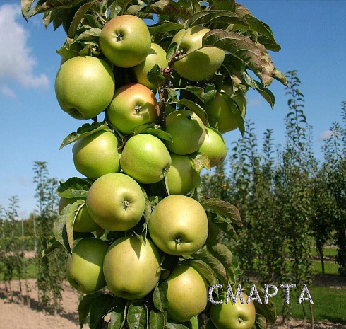 Яблоня колоновидная Смарта