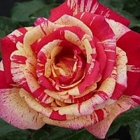 Роза Броселианд