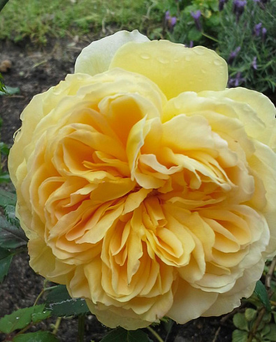 Роза Инглиш Гарден