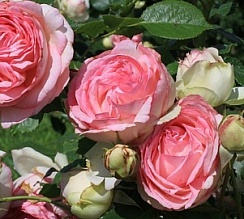 Роза Пьер де Ронсар
