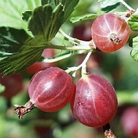 Крыжовник Командор