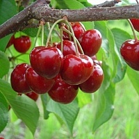 Вишня Ивановна