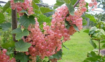 Сорт розовой смородины Чаир