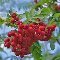 Рябина Сказочная