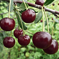 Вишня Застенчивая