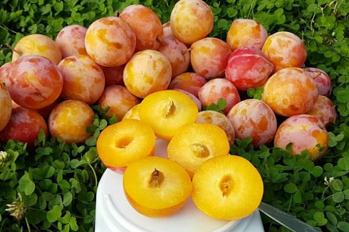 Слива Голден Плумза (диплоидная)