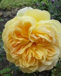 Роза Инглиш Гарден