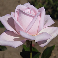 Роза Фламинго