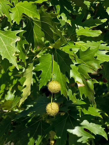 Платан кленолистный Ацерифолия 