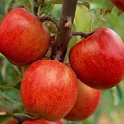 Яблоня Катерина -ЗКС 2 года